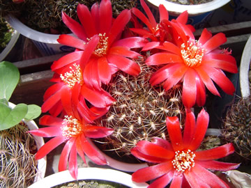 Sulcorebutia verticillacantha cuprea R 476